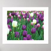Spring Tulips Floral Photographic Poster (Voorkant)