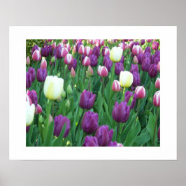 Spring Tulips Floral Photographic Poster