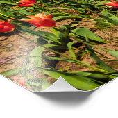 Spring Tulips Foto Uitbreiding Afdruk (Hoek)