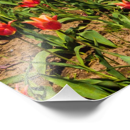 Spring Tulips Foto Uitbreiding Foto Afdruk (Hoek)