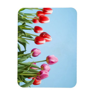 Spring Tulips magneten