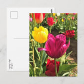 Spring Tulips (Oregon) Briefkaart (Voorkant / Achterkant)
