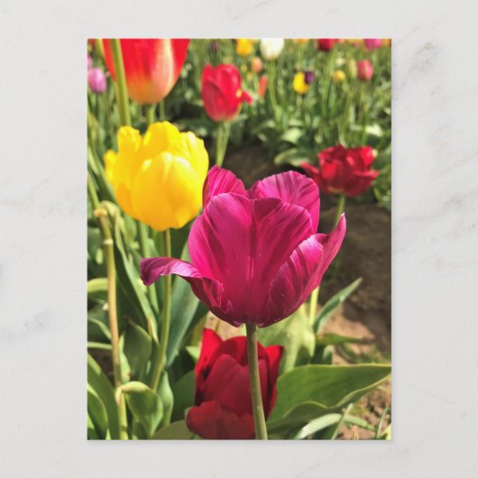 Spring Tulips (Oregon) Briefkaart (Voorkant)