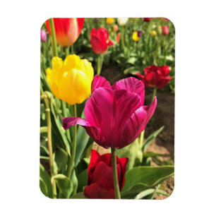 Spring Tulips (Oregon) Magneet