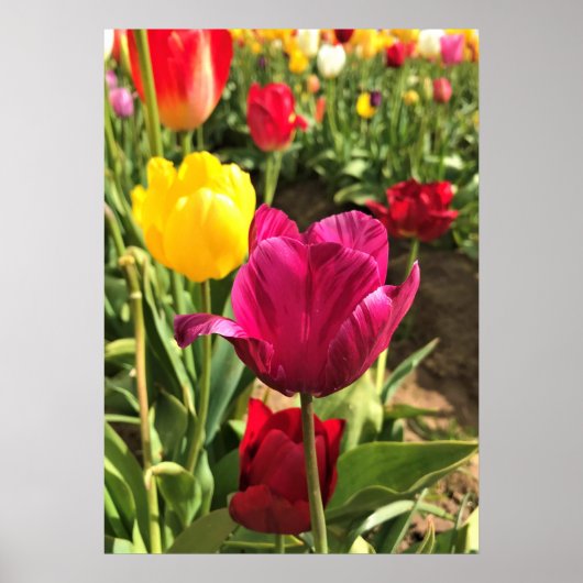 Spring Tulips (Oregon) Poster (Voorkant)