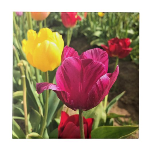 Spring Tulips (Oregon) Tegeltje (Voorkant)