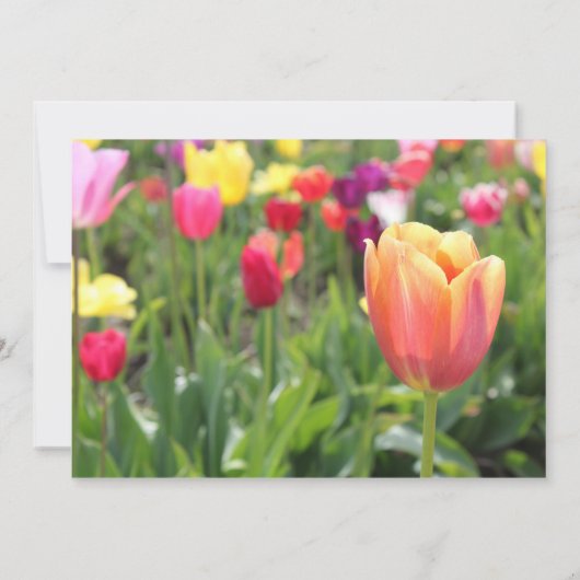 Spring Tulips Party uitnodiging (Achterkant)