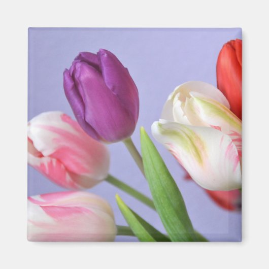 Spring Tulpen Magnet (Voorkant)