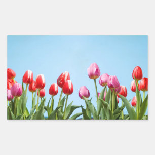 Spring Tulpen Stickers