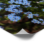 Spring Vergeet-me-nots, Michigan's Boven-schiereil Poster (Hoek)