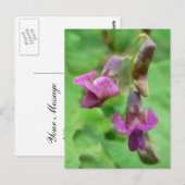 Spring Vetchling Briefkaart (Voorkant / Achterkant)