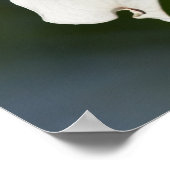 Spring Virginia Dogwood Tree Blossom Poster (Hoek)