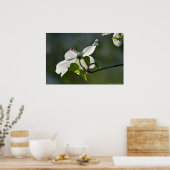 Spring Virginia Dogwood Tree Blossom Poster (Keuken)