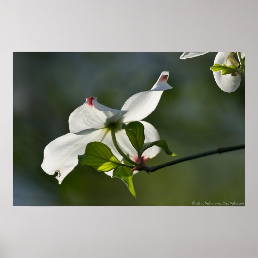 Spring Virginia Dogwood Tree Blossom Poster (Voorkant)