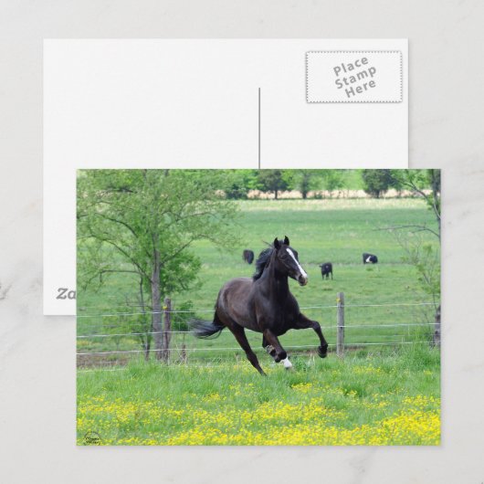 Spring Walker Briefkaart (Voorkant / Achterkant)