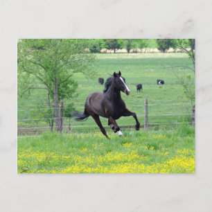 Spring Walker Briefkaart