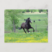 Spring Walker Briefkaart (Voorkant)