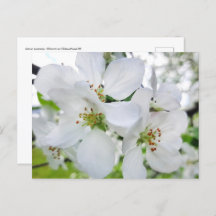 Spring White Apple Blossom Natuur