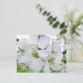 Spring White Apple Blossom Natuur Briefkaart (Staand voorkant)