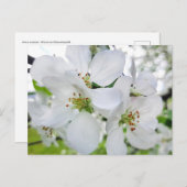 Spring White Apple Blossom Natuur Briefkaart (Voorkant / Achterkant)