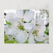 Spring White Apple Blossom Natuur Briefkaart (Voorkant)