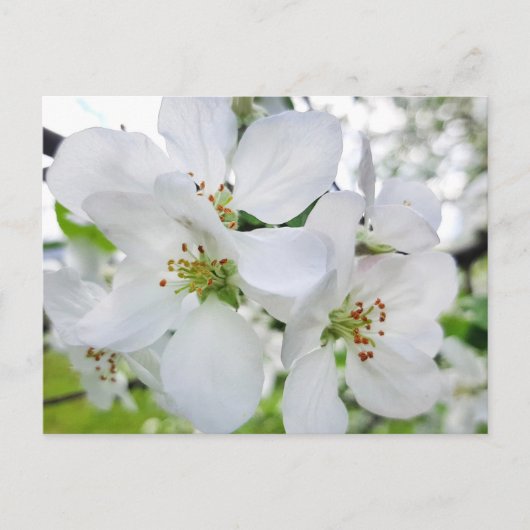 Spring White Apple Blossom Natuur Briefkaart (Voorkant)