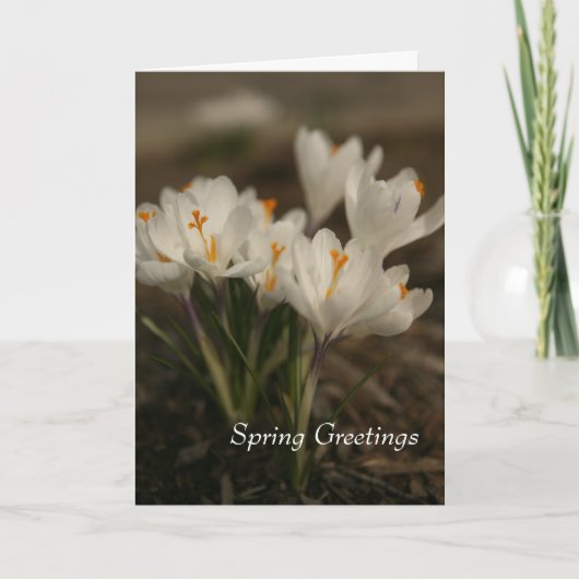 Spring White Crocus Gevouwen Wenskaart Kaart (Voorkant)