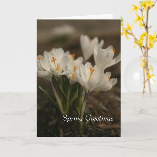 Spring White Crocus Gevouwen Wenskaart Kaart (Gele Bloem)