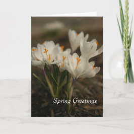 Spring White Crocus Gevouwen Wenskaart Kaart
