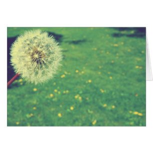 Spring Wishes Fotografie