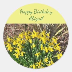 Spring Yellow Daffodils Birthday Ronde Sticker