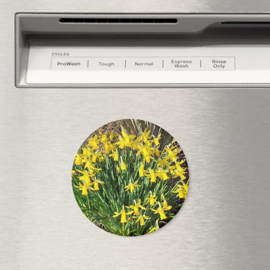 Spring Yellow Daffodils Magnet (Insitu (Vaatwasser))