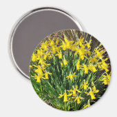 Spring Yellow Daffodils Magnet (Voorkant / Achterkant)