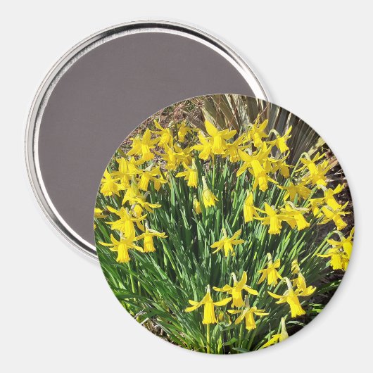 Spring Yellow Daffodils Magnet (Voorkant / Achterkant)
