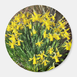 Spring Yellow Daffodils Magnet