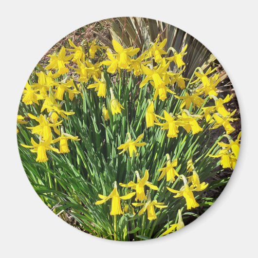 Spring Yellow Daffodils Magnet (Voorkant)