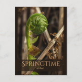 Spring Young fern stijgende CC0919 Prachtige natuu Briefkaart (Voorkant)