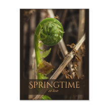 Spring Young fern stijgende CC0919 Prachtige natuu
