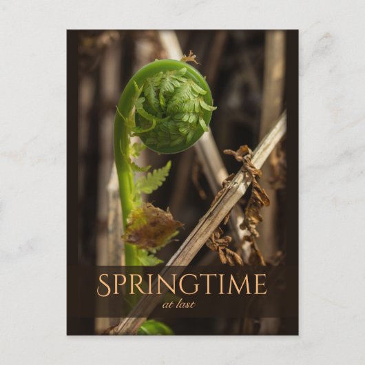 Spring Young fern stijgende CC0919 Prachtige natuu Briefkaart (Voorkant)