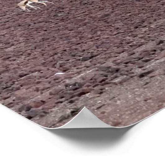 Springboks grazen voor voedsel, de Namib-woestijn. Poster (Hoek)