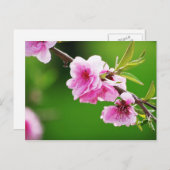 SpringCherries IV Briefkaart (Voorkant / Achterkant)