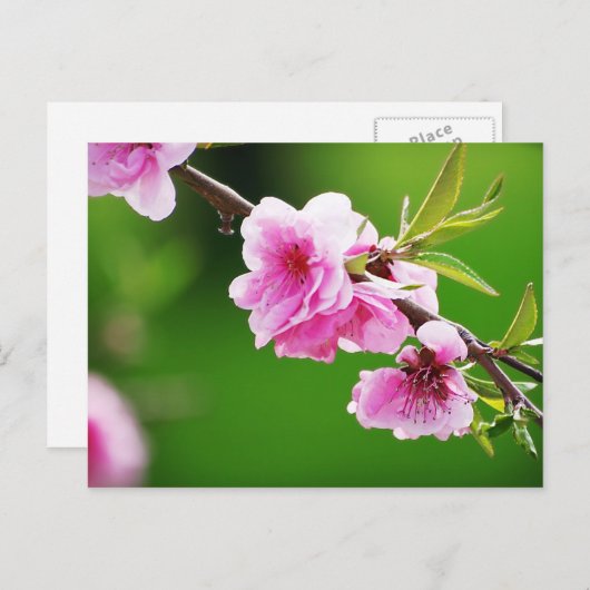 SpringCherries IV Briefkaart (Voorkant / Achterkant)