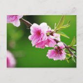 SpringCherries IV Briefkaart (Voorkant)