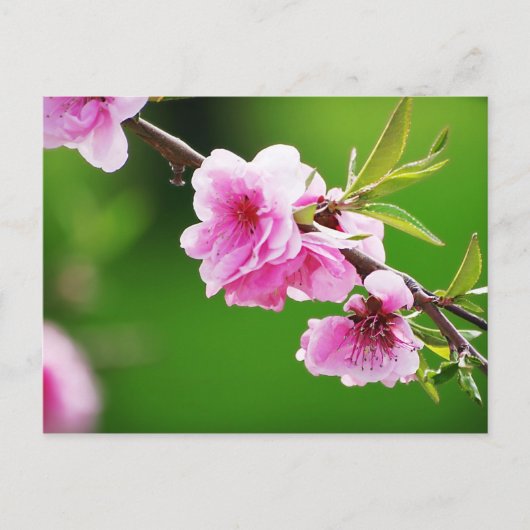 SpringCherries IV Briefkaart (Voorkant)