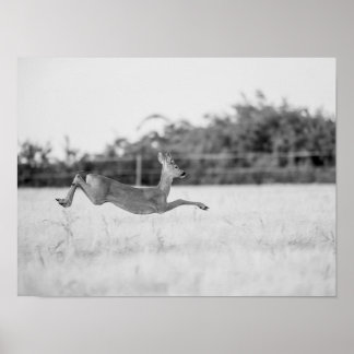 "Springend Ree Zwart en Wit Natuurfotografie" Poster