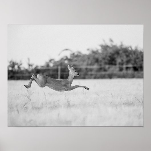 "Springend Ree Zwart en Wit Natuurfotografie" Poster (Voorkant)