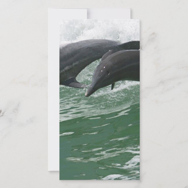 Springende dolfijnen (Voorkant)