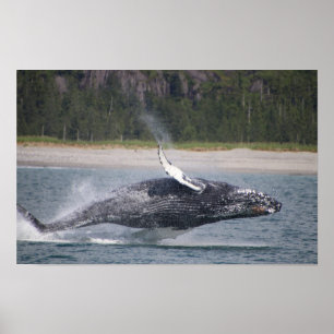 Springende walvis foto poster