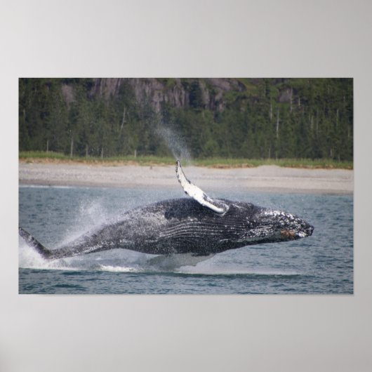 Springende walvis foto poster (Voorkant)