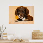 Springer Cocker Spaniel kruising puppy Poster (Keuken)